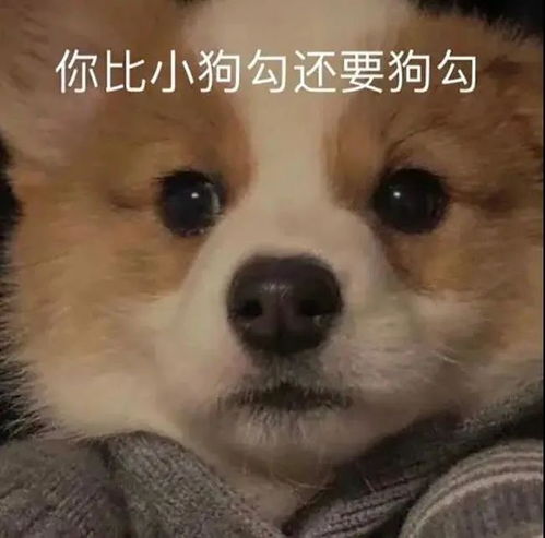  微信可爱表情包不支付不聊天