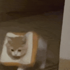  mermer猫表情包怎么做今日头条