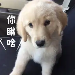  狗子表情包