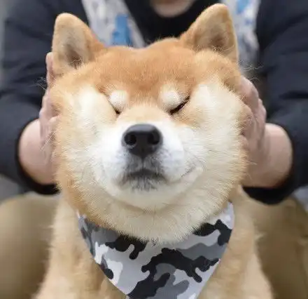 柴犬斜眼表情包头像