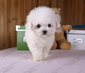  超级霸气阿拉斯加犬,性格温顺,纯种健康,价格公道