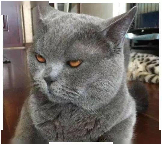  如果猫咪有这几种行为,那就说明它开始讨厌你了,或者并不重视