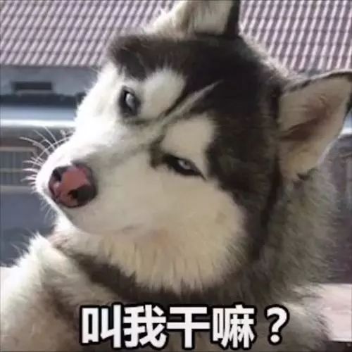  狗狗的自尊心,能有多强