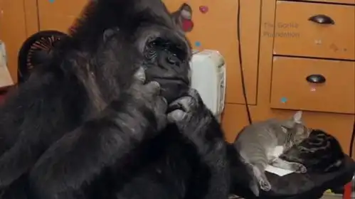  大猩猩学会手语和喜剧演员成为好朋友是真的吗