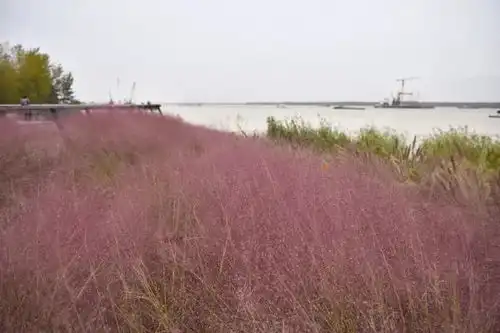 目测要火南京这地方惊现一大片粉色花海 目测要火南京这地方惊现一大片粉色花海