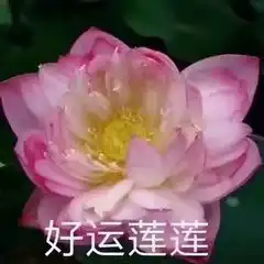  好运连连莲花表情包好运莲花连连表情