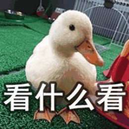  比心鸭子高清无水印图片分享