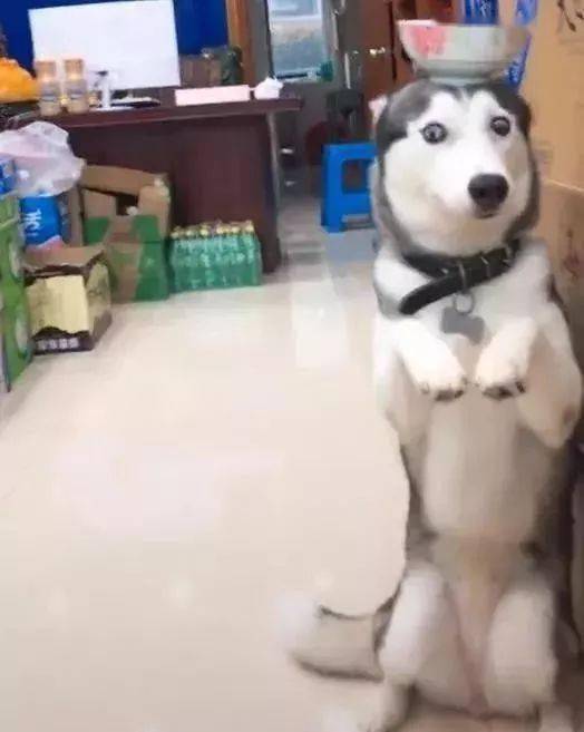 二哈表情包原型犯错