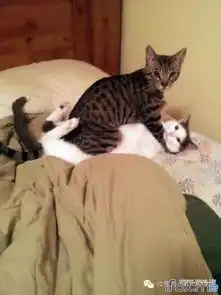 猫绝育后表情