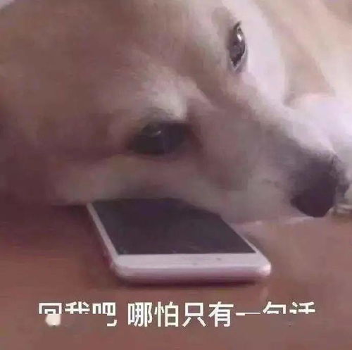  开会时手机投屏,收到我想舔你......