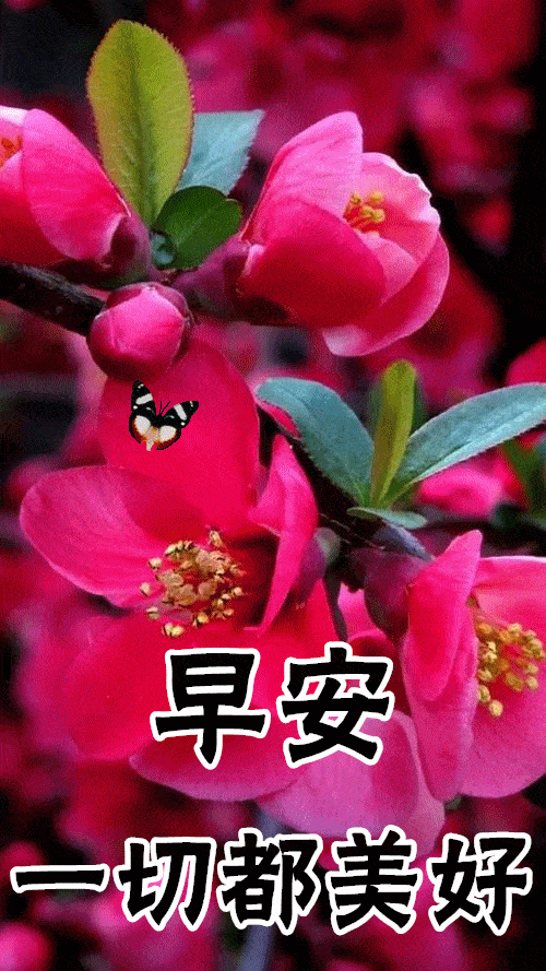  1月17日早上好动态表情图片大全,早晨好动图美图大全