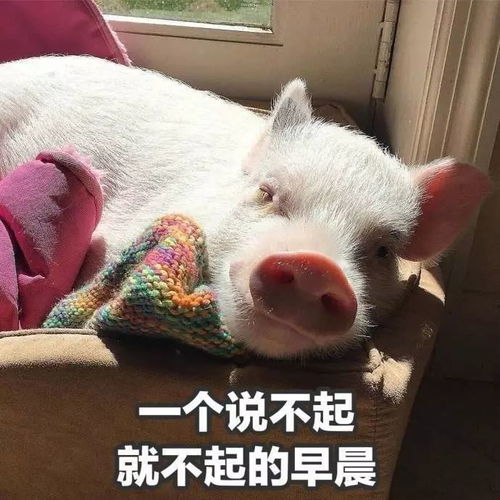  新年比旺旺大礼包卖的更好的是远航大礼包