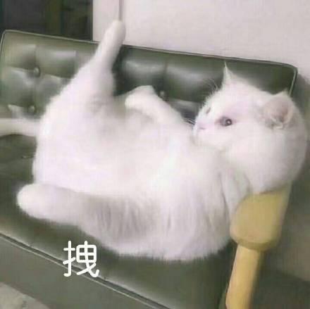  表情包生活终于对我这只小猫咪动手了