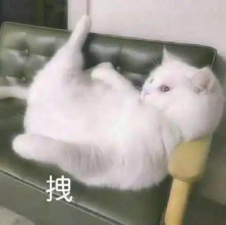  表情包生活终于对我这只小猫咪动手了