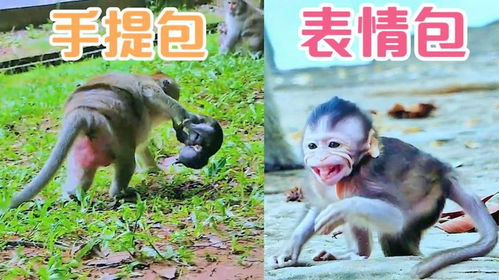  小猴子泰胖,被妈妈当成手提包,被爸爸吓出表情包