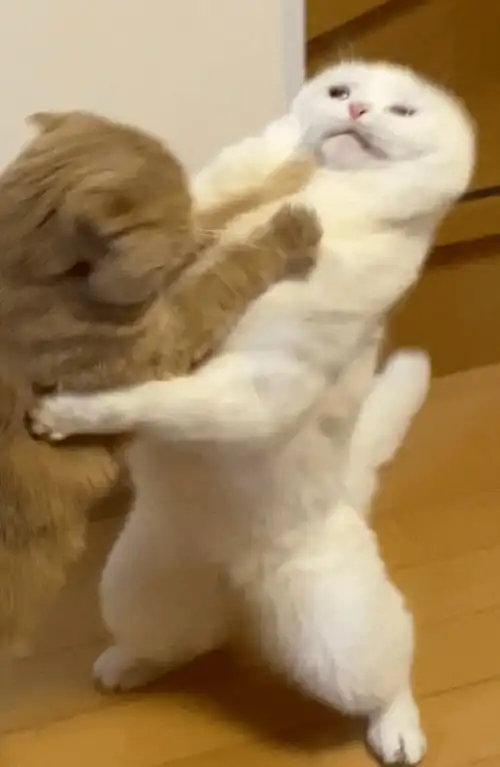  两只猫打架,打到变形了