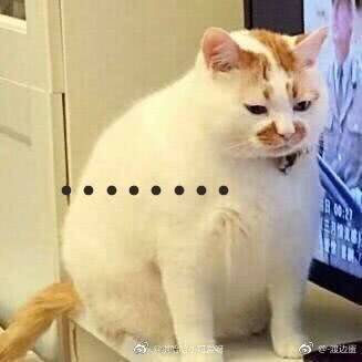  这个表情包被疯传的网红猫咪去世了