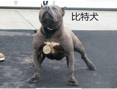  水牛大战比特犬,水牛被咬得浑身是伤,水牛的两个动作改变结局