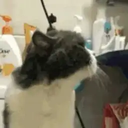  给猫咪吹毛,却被猫咪威胁,第四张图猫咪的表情让宠主怂了