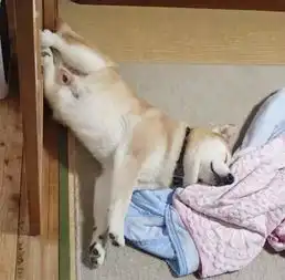  柴犬的基因最接近狼吓得我赶紧摸了摸我的狼