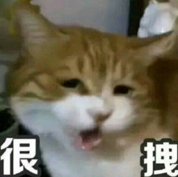  你哄我不一定有用,不哄我你就死定了