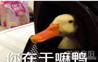  今天也要努力的吸鸭鸭表情吸鸭表情素材v1.1官方版软件下载