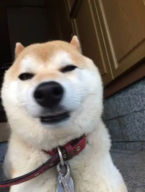  长得丑没关系,要命的是,有个不会拍照的主人...