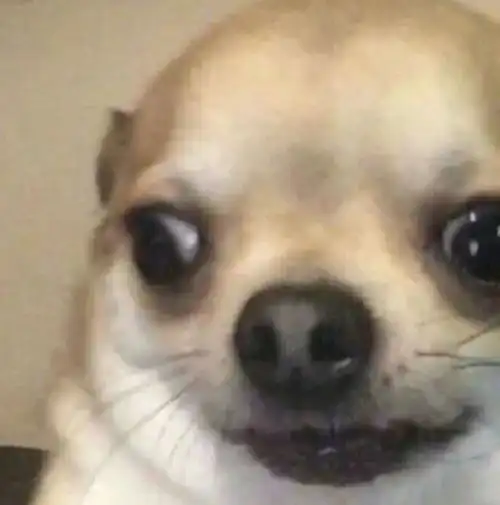  强颜欢笑吉娃娃怎么会有表情这么好笑的狗勾