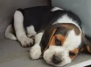  咱卖狗要对得起良心,卖的是品质,高品质比格犬