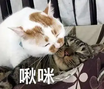 kino猫表情包冲浪