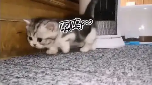  猛男就该看这种视频,满月小奶猫表演恶龙咆哮,萌翻铲屎官的心
