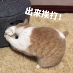  搞笑萌猫表情包来,出来挨打腾讯网