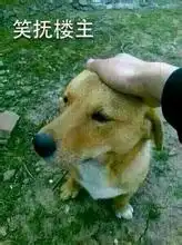  轻抚狗头gif系列表情包轻抚楼上狗头动态表情包无水印下载乐游网游戏下载