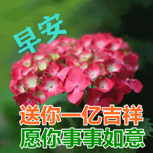  漂亮的鲜花早上好表情包,最美的鲜花送给你,愿你事事都如意