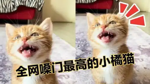  全网嗓门最高的小橘猫,一张大嘴走天下,到了哪里都不怕