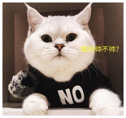  猫咪也会便秘英短从表情上看我已经很努力了