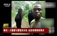  大猩猩与管理员自拍站姿表情惟妙惟肖