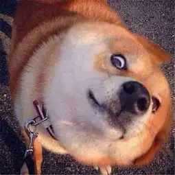  精神污染界神物,洗脑大法还是柴犬好