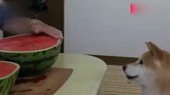  柴犬吃播直播吃西瓜,看的我也想吃了,太可爱了