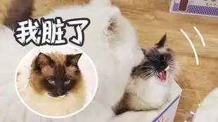  两只狗狗同时往湖里跳,铲屎官表情让人心疼,萨摩耶洗个澡而已