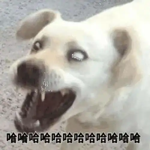 啊哈哈哈哈沙雕表情包