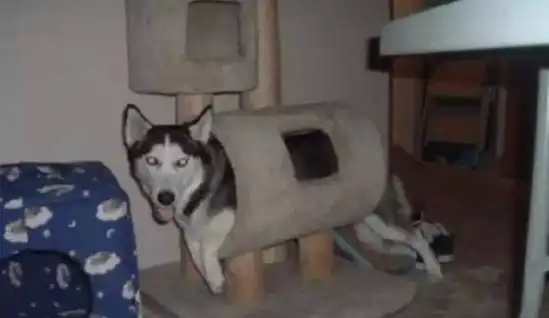  为啥说讨厌一个人就送他一只二哈,看了就知道了....