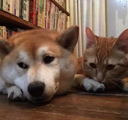  橘猫和柴犬的cp,这对真的太萌了,好般配