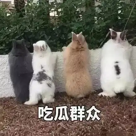  表情包今日快乐吃瓜.jpg