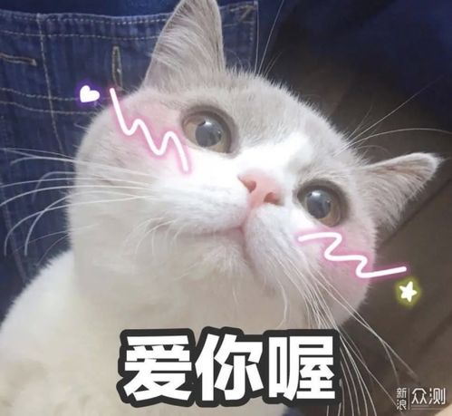  关于猫咪你所不知道的事儿