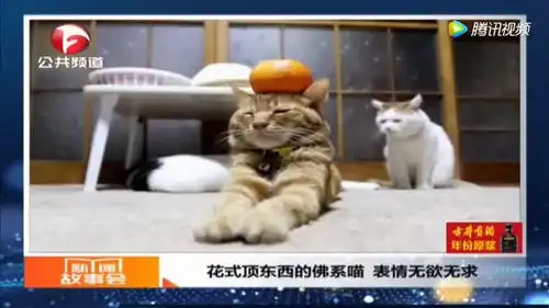  花式顶东西的佛系喵表情无欲无求