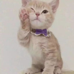  twitter上有只猫猫靠浴照走红,葛优躺歪头杀全被玩坏,还有什么它干不出来