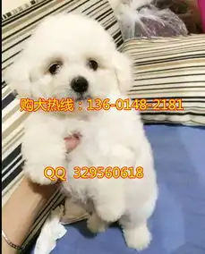  成都哪里有卖健康的比熊成都比熊一般的多少钱