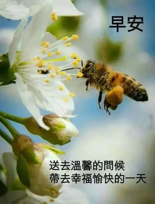 周三朋友圈早上好表情图片冬天注意保暖的早安问候图片表情句子大全
