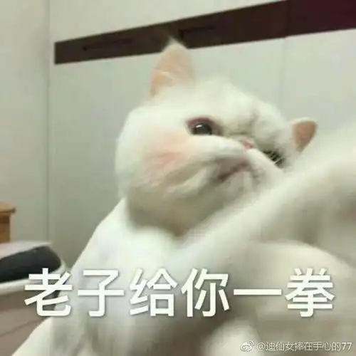  外国女子养13只猫炼蛊,最后只剩猫王,被判刑1